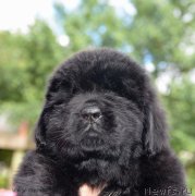 Превью фото № 188930