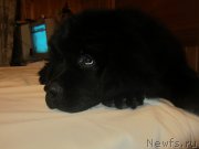 Превью фото № 189085