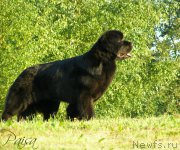Превью фото № 189103
