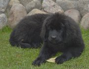 Превью фото № 189160