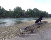 Превью фото № 189165