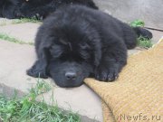 Превью фото № 189172