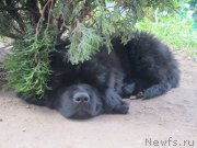 Превью фото № 189173