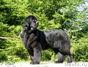 Превью фото № 189188