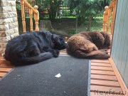 Превью фото № 189219