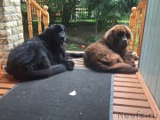 Превью фото № 189220