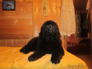 Превью фото № 189262