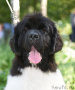 Превью фото № 189310