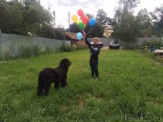 Превью фото № 189550