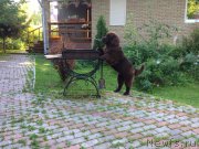 Превью фото № 189559