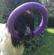 Превью фото № 189607