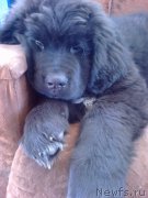 Превью фото № 189647