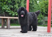 Превью фото № 189712