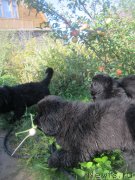 Превью фото № 189750