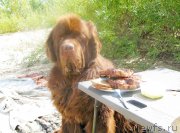 Превью фото № 189758