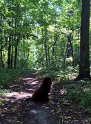 Превью фото № 189765