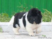 Превью фото № 189776