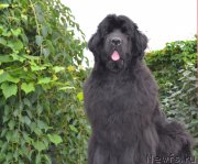 Превью фото № 189788