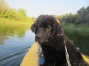 Превью фото № 189823