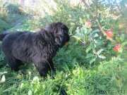 Превью фото № 189833