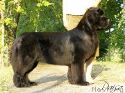 Превью фото № 189912