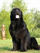 Превью фото № 190003