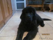 Превью фото № 190068