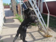 Превью фото № 190074