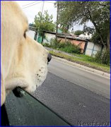 Превью фото № 190091