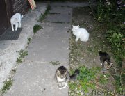 Превью фото № 190112