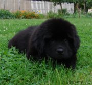 Превью фото № 190148