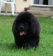 Превью фото № 190150