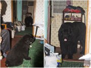 Превью фото № 190213