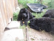 Превью фото № 190242