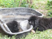 Превью фото № 190244