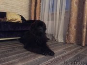 Превью фото № 190277