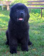 Превью фото № 190293