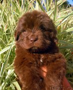 Превью фото № 190307