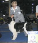 Превью фото № 19031