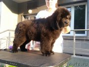 Превью фото № 190521