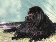 Превью фото № 190547