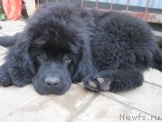 Превью фото № 190581