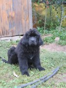 Превью фото № 190590