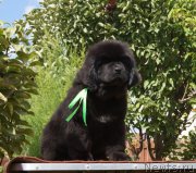 Превью фото № 190635