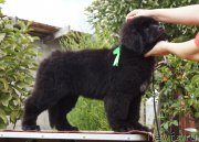 Превью фото № 190637