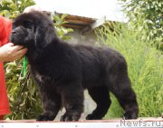 Превью фото № 190639