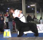 Превью фото № 19069