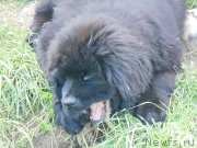 Превью фото № 190752