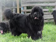 Превью фото № 190770