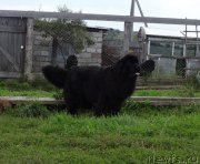 Превью фото № 190774